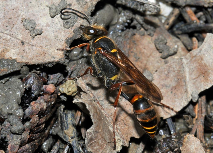 Sceliphron curvatum, 31 &copy; Jean-Marc L'Hermite