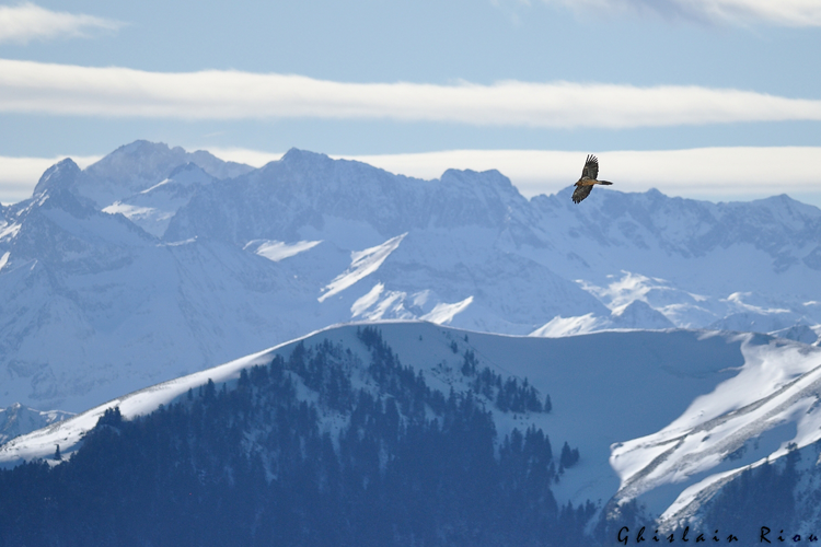 Gypaète barbu, Portet-d'Aspet 31 &copy; Ghislain Riou