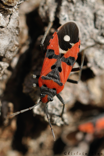 Lygaeus equestris, Rebigue 31 &copy; Ghislain Riou