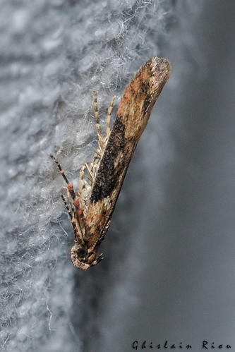 Scrobipalpa costella, Rebigue 31 &copy; Ghislain Riou