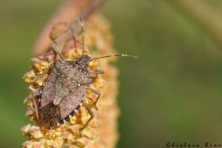 Halyomorpha halys, Rebigue 31 &copy; Ghislain Riou