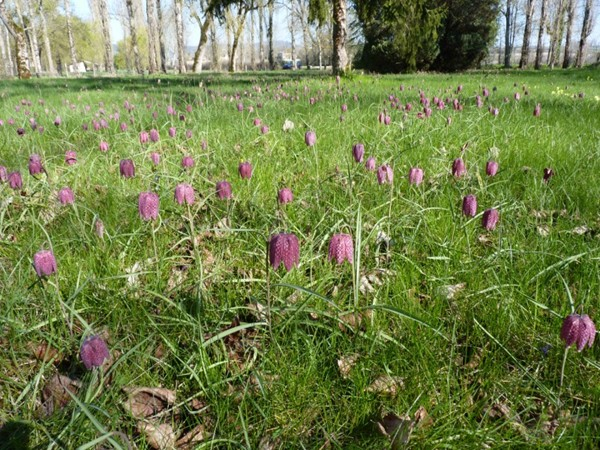 Fritillaire pintade (Fritillaria meleagris) - Castelnau-de-Montmiral (81) &copy; Mathieu Menand
