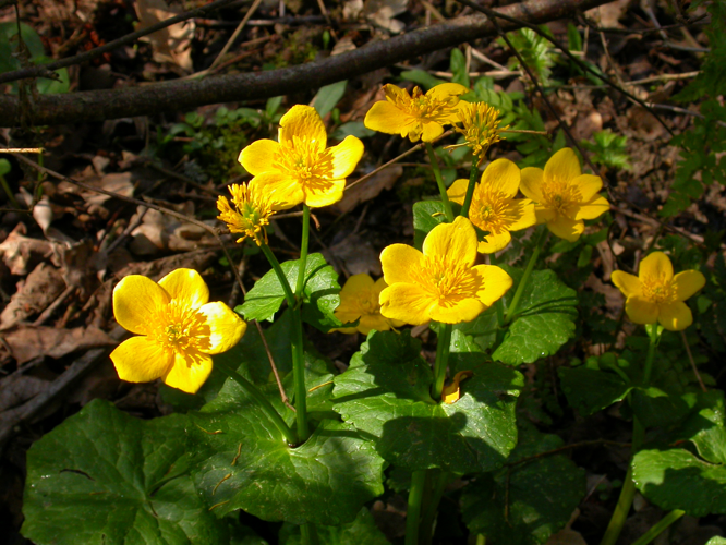 Populage des marais (Caltha palustris) - Etang de l'Armagnac (32) &copy; Laurent Barthe