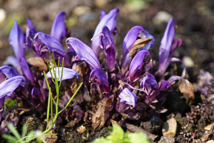 Lathrée clandestine (Lathraea clandestina) - Barbotan-les-thermes (32) &copy; Laurent Barthe