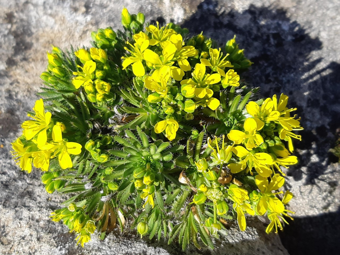 Draba aizoides, Lauroux 34 &copy; Ghislain Riou