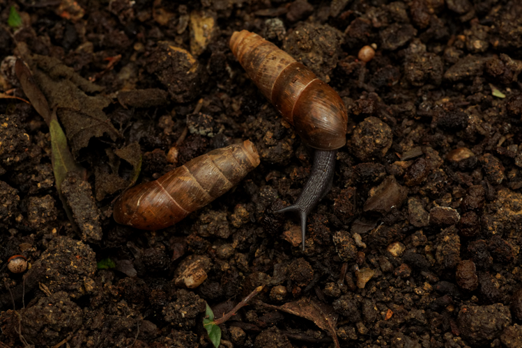Bulime tronqué (Rumina decollata) - Ordan-Larroque (Gers) &copy; Laurent Barthe