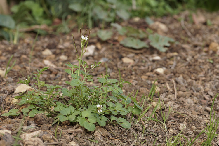 Cardamine hérissée (Cardamine hirsuta) - Ordan-Larroque (32) &copy; Laurent Barthe