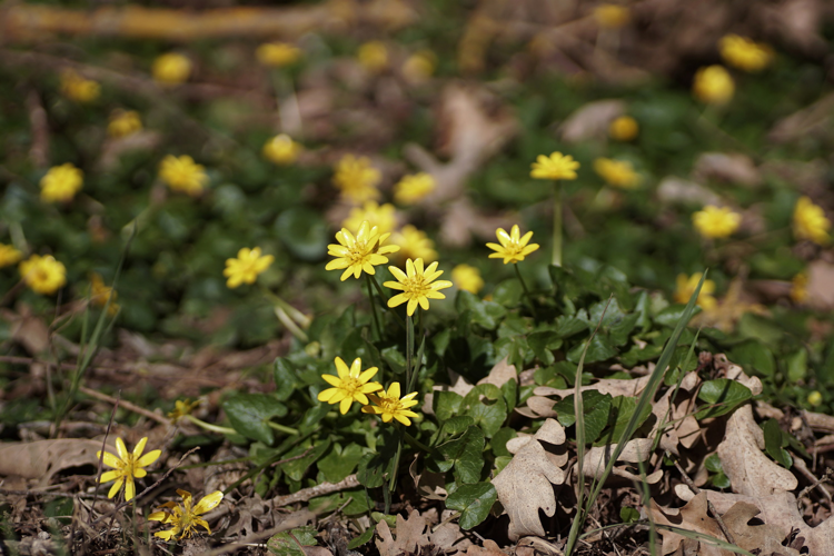 Ficaire à bulbilles (Ficaria verna) - Ordan-Larroque (32) &copy; Laurent Barthe