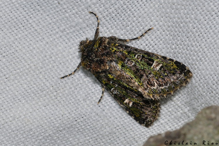 Valeria jaspidea, Rebigue 31 &copy; Ghislain Riou