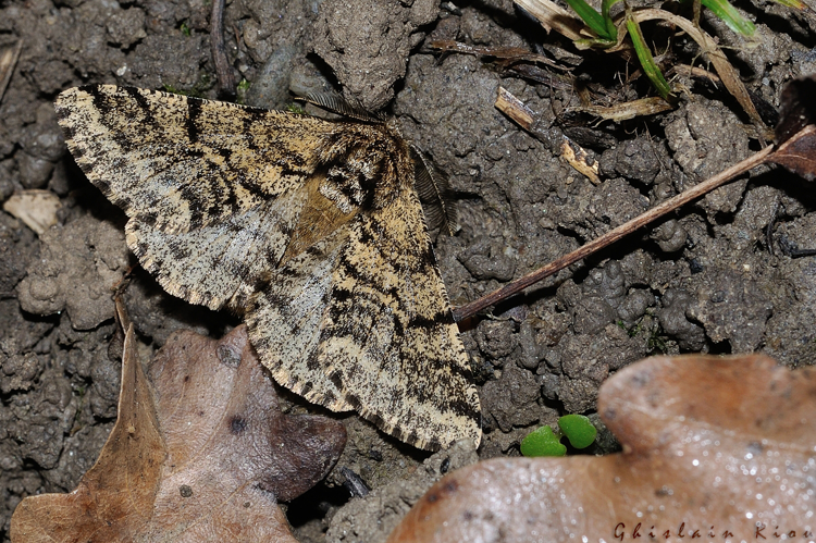 Lycia hirtaria, Rebigue 31 &copy; Ghislain Riou