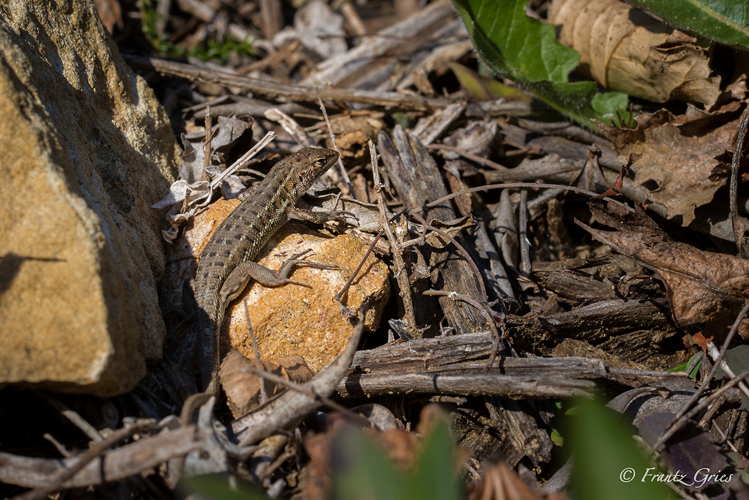 Psammodrome d'Edwards (Psammodromus edwarsianus) - Chusclan (Gard) &copy; Frantz Gries