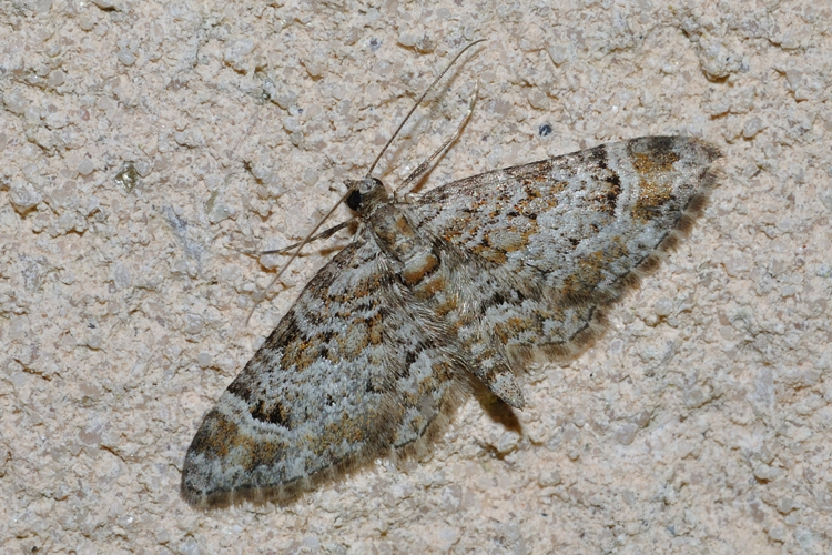 Gymnoscelis rufifasciata, Rebigue 31 &copy; Ghislain Riou