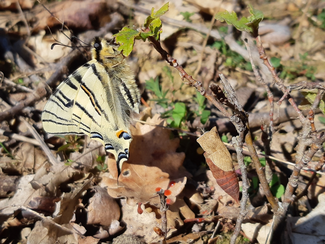 Iphiclides podalirius émergence, Rebigue 31, 08/03/2020 &copy; Ghislain Riou