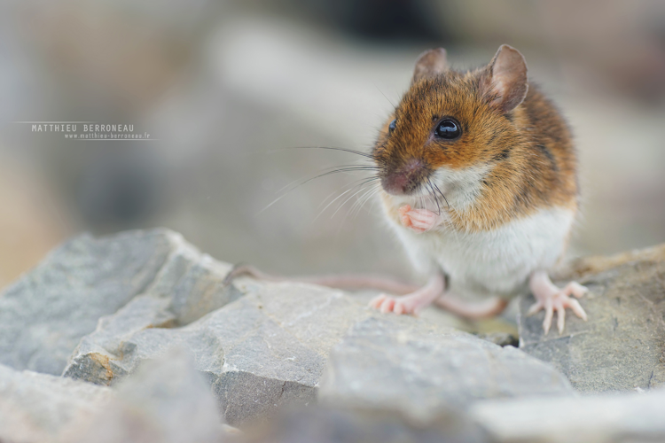 Mulot à collier (Apodemus flavicollis) &copy; Matthieu Berroneau