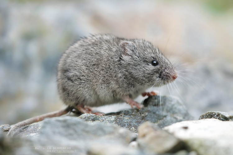 Campagnol des neiges (Chionomys nivalis) &copy; Matthieu Berroneau