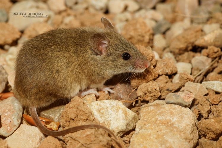 Souris d'Afrique du Nord (Mus spretus) &copy; Matthieu Berroneau