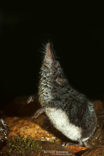 Crossope de Miller (Neomys anomalus) &copy; Matthieu Berroneau