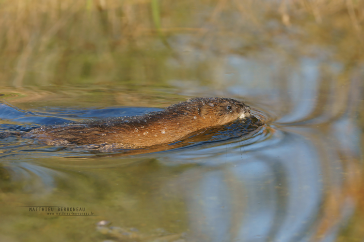 Rat musqué (Ondatra zibethicus) &copy; Matthieu Berroneau