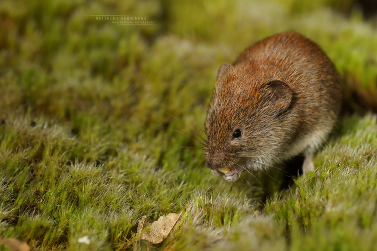 Campagnol roussâtre (Clethrionomys glareolus) &copy; Matthieu Berroneau