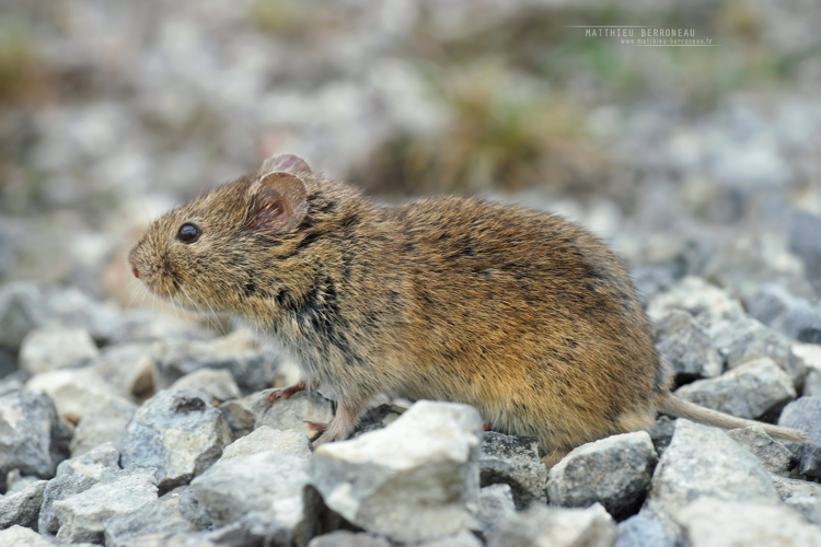 Campagnol des champs (Microtus arvalis) &copy; Matthieu Berroneau
