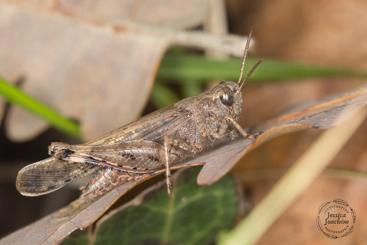 OEdipode automnale (Aiolopus strepens) - Bonnac (Ariège) &copy; Jessica Joachim