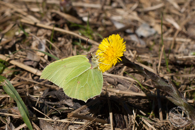 Citron (Gonepteryx rhamni) - Bélesta (Ariège) &copy; Jessica Joachim