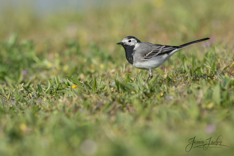 Bergeronnette grise (Motacilla alba) &copy; Jessica Joachim