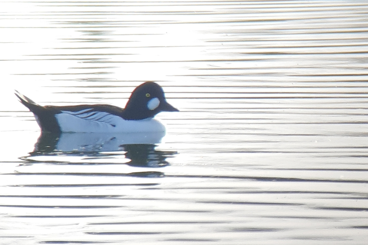 Garrot à oeil d'or mâle, Capens 31 18/03/20 &copy; Ghislain Riou