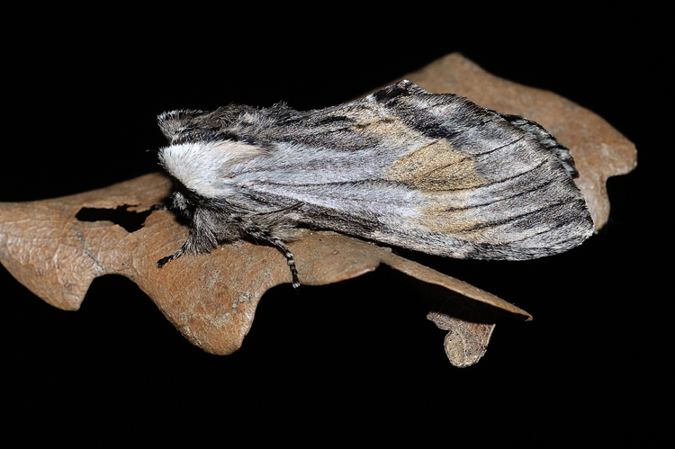 Harpyia milhauseri, Rebigue 31 &copy; Ghislain Riou