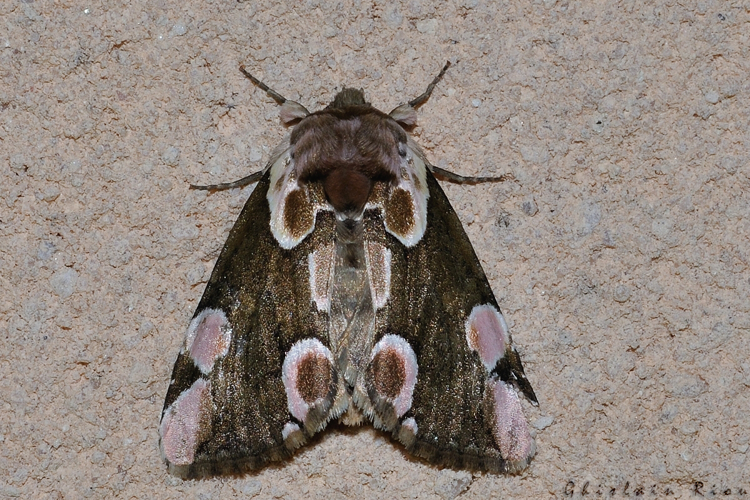 Thyatira batis, Rebigue 31 &copy; Ghislain Riou