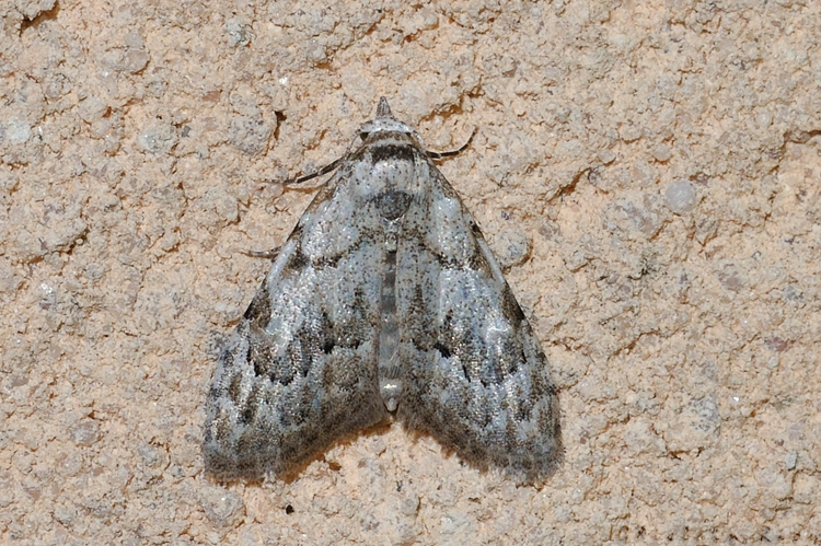 Nola confusalis, Rebigue 31 &copy; Ghislain Riou