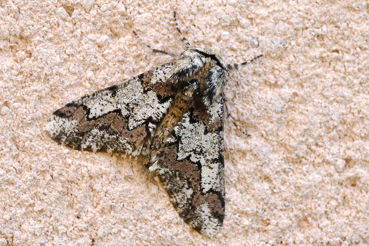 Biston strataria, Rebigue 31 &copy; Ghislain Riou