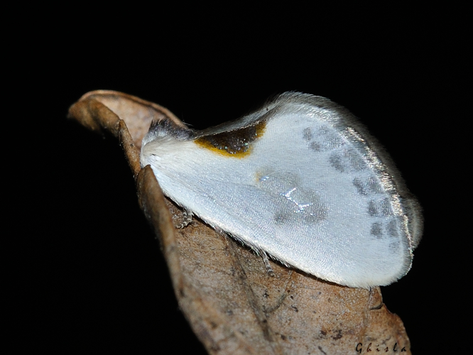 Cilix hispanica, Rebigue 31 &copy; Ghislain Riou