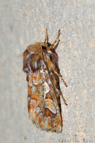 Panolis flammea, Rebigue 31 &copy; Ghislain Riou