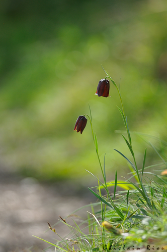 Fritillaria pyrenaica, Bédeilhac-et-Aynat 09 &copy; Ghislain Riou