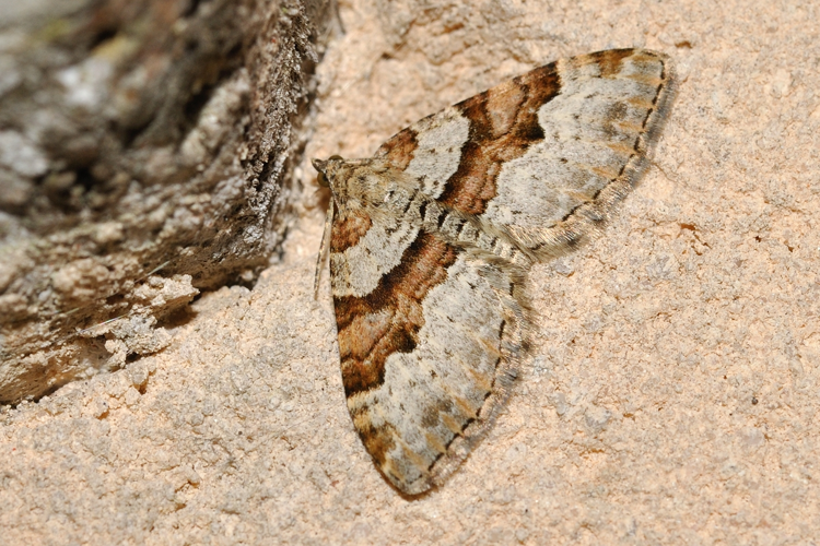 Xanthorhoe designata, Rebigue 31 &copy; Ghislain Riou