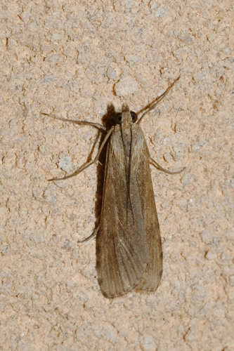 Nomophila noctuella, Rebigue 31 &copy; Ghislain Riou