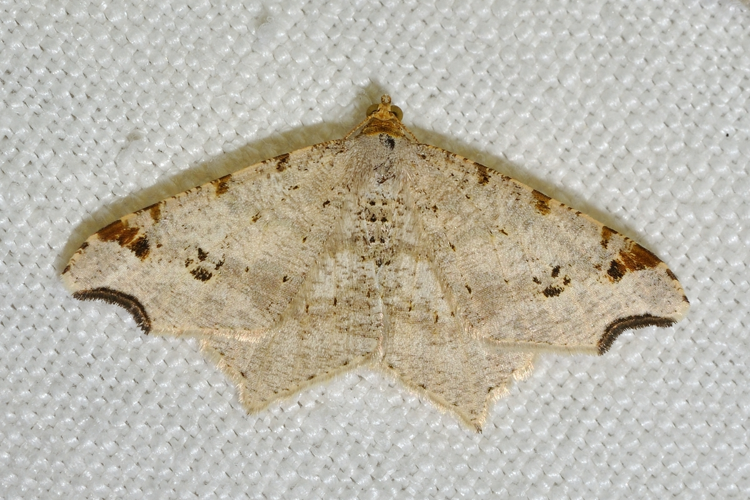 Macaria alternata, Rebigue 31 &copy; Ghislain Riou