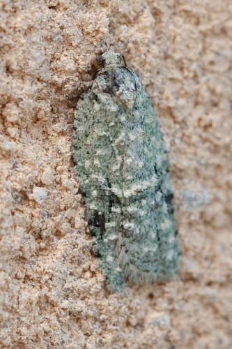Acleris literana, Rebigue 31 &copy; Ghislain Riou