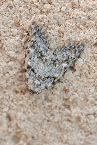 Nola cicatricalis, Rebigue 31 &copy; Ghislain Riou