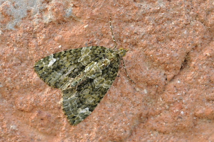 Chloroclysta siterata, Rebigue 31 &copy; Ghislain Riou