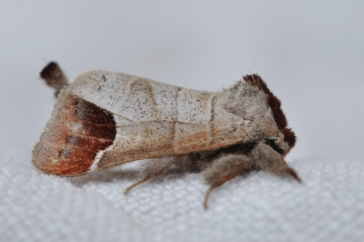 Clostera curtula, Rebigue 31 &copy; Ghislain Riou