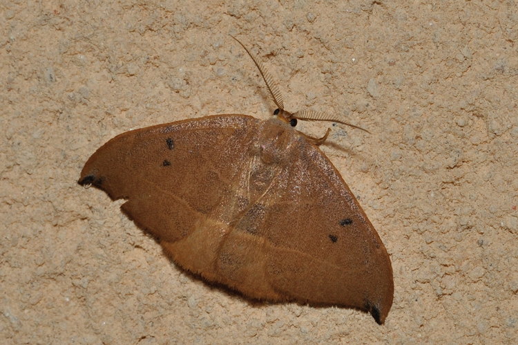 Watsonalla uncinula, Rebigue 31 &copy; Ghislain Riou