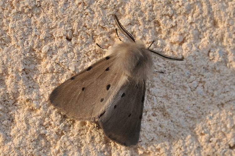 Diaphora mendica, Rebigue 31 &copy; Ghislain Riou