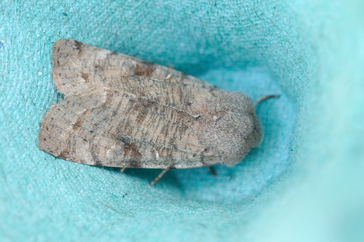 Orthosia incerta, Rebigue 31 &copy; Ghislain Riou