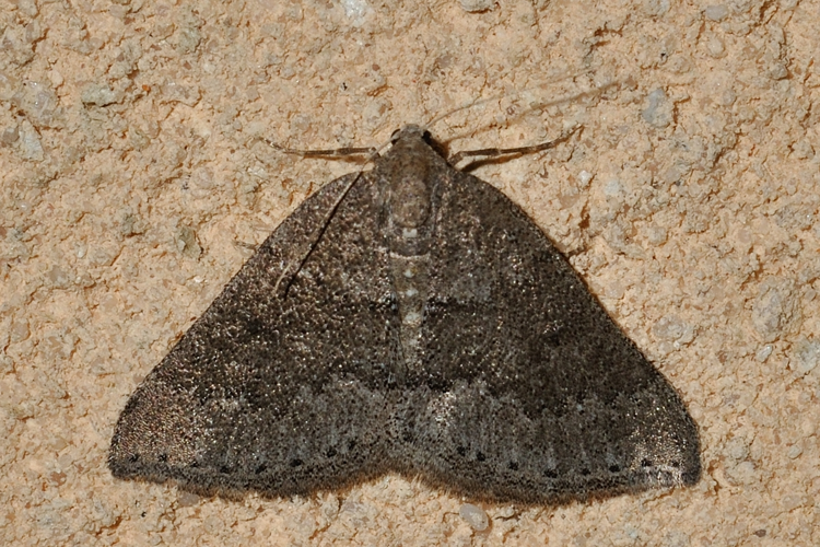 Aleucis distinctata, Rebigue 31 &copy; Ghislain Riou