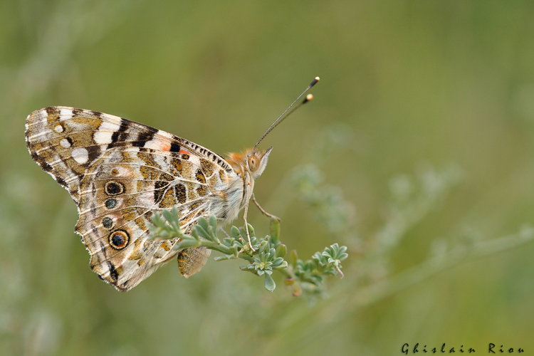 Vanessa cardui, Pavie 32, le 06/08/2011 &copy; Ghislain Riou