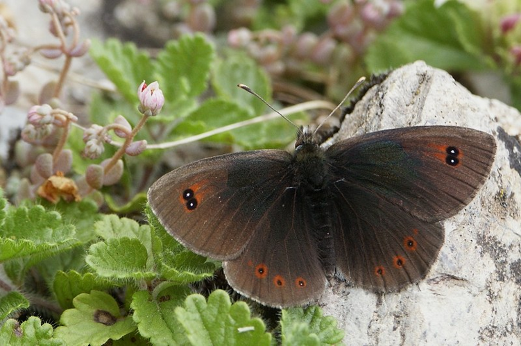 Erebia cassioides mâle (= arvernensis), le 03/07/2003. Barèges (65) &copy; Jude Lock