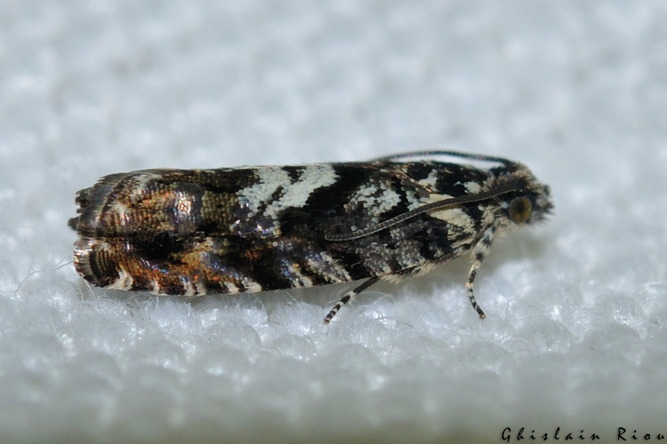 Pammene argyrana, Rebigue 31, mars 2020 &copy; Ghislain Riou