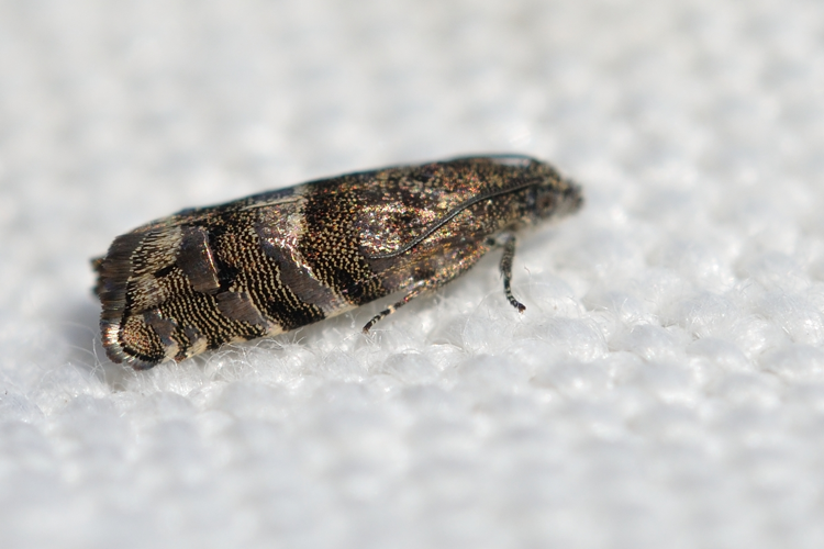 Pammene splendidulana, Rebigue 31, mars 2020 &copy; Ghislain Riou